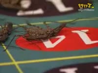 为了10万美金,男人不惜干那种事!_17173游戏了美女把美女遭图片