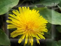 ファイト!吉田拓郎Fight(中岛美雪原唱)(流畅)-