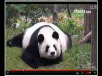 绒绒线马甲(一)