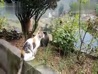 猫抓蟑螂_17173游戏视频