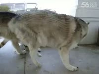 里番不可怕就怕里番文艺化(意境流)_17173游戏