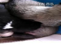 狗狗<em>69式</em>把jj当奶头吃。-Android 焦点内容_17