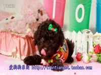 雨虹<em>舞蹈</em>队《<em>妹妹好心酸</em>》-游戏视频 预告_17