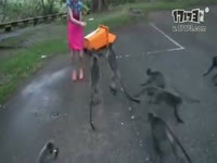 吊带<em>丝袜美</em>男子~_17173游戏视频