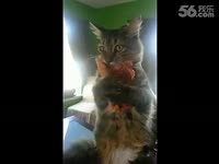 专偷<em>内裤</em>的喵星人_<em>17173</em>游戏视频