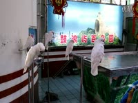 红龙、罗汉、皇冠三间、雀鳝、鹦鹉、多纹虎大