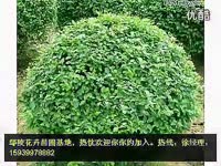 花絮 卓依婷-<em>你究竟有几个好妹妹</em>(高清DVD版