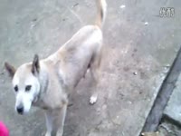 热推视频 安安2岁5个月21天<em>祼体</em>视频2 标清-小