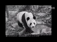 热播内容 【<em>甜妞手工编织屋</em>】<em>熊猫马甲</em>的织法