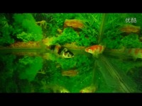 视频专辑 20131109暂养缸里的鱼苗-缸养锦鲤