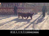 山西民间斗狗 藏獒打架视频 【第二场】 有斗狗