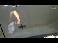 <em>古典辣妹</em>《火-<em>Fuego</em>》_17173游戏视频