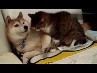 视频专辑 一段超长时间的吻戏 两演员亲嘴上瘾