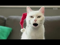 太逗了!销魂猫大唱圣诞歌-猫咪 看点_17173游