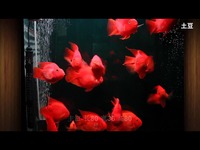 经典 鹦鹉鱼视频(百度鹦鹉鱼吧)-原创_17173游