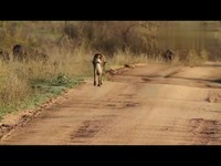 独家内容 野狗遇见鬣狗动物世界-游戏视频_17
