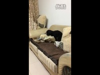 见过<em>公狗</em>耍流氓的,见过母狗吗-游戏视频 视频集