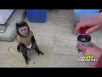 热点直击 【油库搞笑】2014年猴子搞笑视频集
