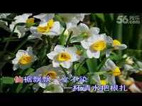 免费观看 水仙花 紫蘅伴音伴奏-春暖花开_171