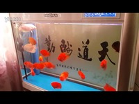 特辑 招财鱼和鹦鹉鱼-游戏视频_17173游戏视频