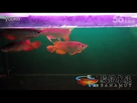 骏铭水族2013年第四季 18~20公分级龙鱼-游戏