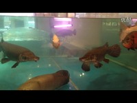 海象,福鳄,银龙,地图,罗汉。-游戏视频 免费视频