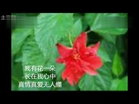 经典 165精美视频经典金曲 - 女人花.[龙飘飘].m