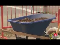 意外的手推车笨拙翻车恶作剧-游戏视频精华视吊扇v精华视频图片