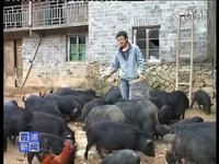 花絮 虞文斌-藏香猪_17173游戏视频