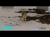 炸鸡和啤酒 韩信 最新网络伤感歌曲 爱情歌曲D