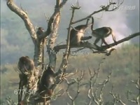 超清热播 猴子树上交配受同伴打扰中断 高清(3
