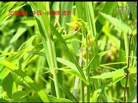 焦点 交谊舞曲 - 中四 - 长相依 追求 黎志勇音乐