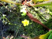 尖叶狸藻(Utricularia subulata)-食虫植物网-视频
