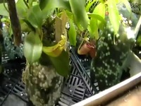 猪笼草食虫缸,附生狸藻等-食虫植物网-视频 推