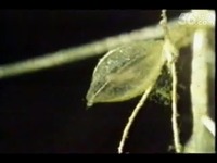 水中的吃虫草-CHICHONGC 超清在线观看_17