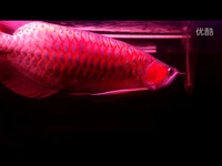 最热 六十公分超级神龙-["观赏鱼"]_17173游