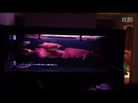 红龙金龙混养-视频 预告_17173游戏视频