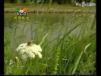 黄邱夏:池塘养鱼高产技术05-池塘 推荐视频_1