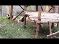 成都大熊猫基地实拍--思一<em>欺负</em>丈母娘-