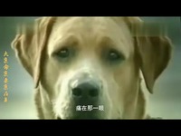 超清完整版 恶搞动物世界 大案命案要案在身-视