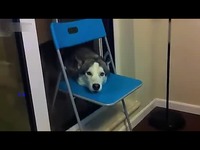 热推 20121128-二货主人教哈士奇狗叫 这不二