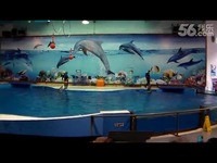 南京海底世界 海豚表演-海豚 热门视频_17173